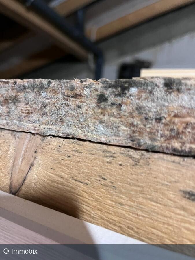 Schimmel- und Fäulnisbefall an einem Holzbalken