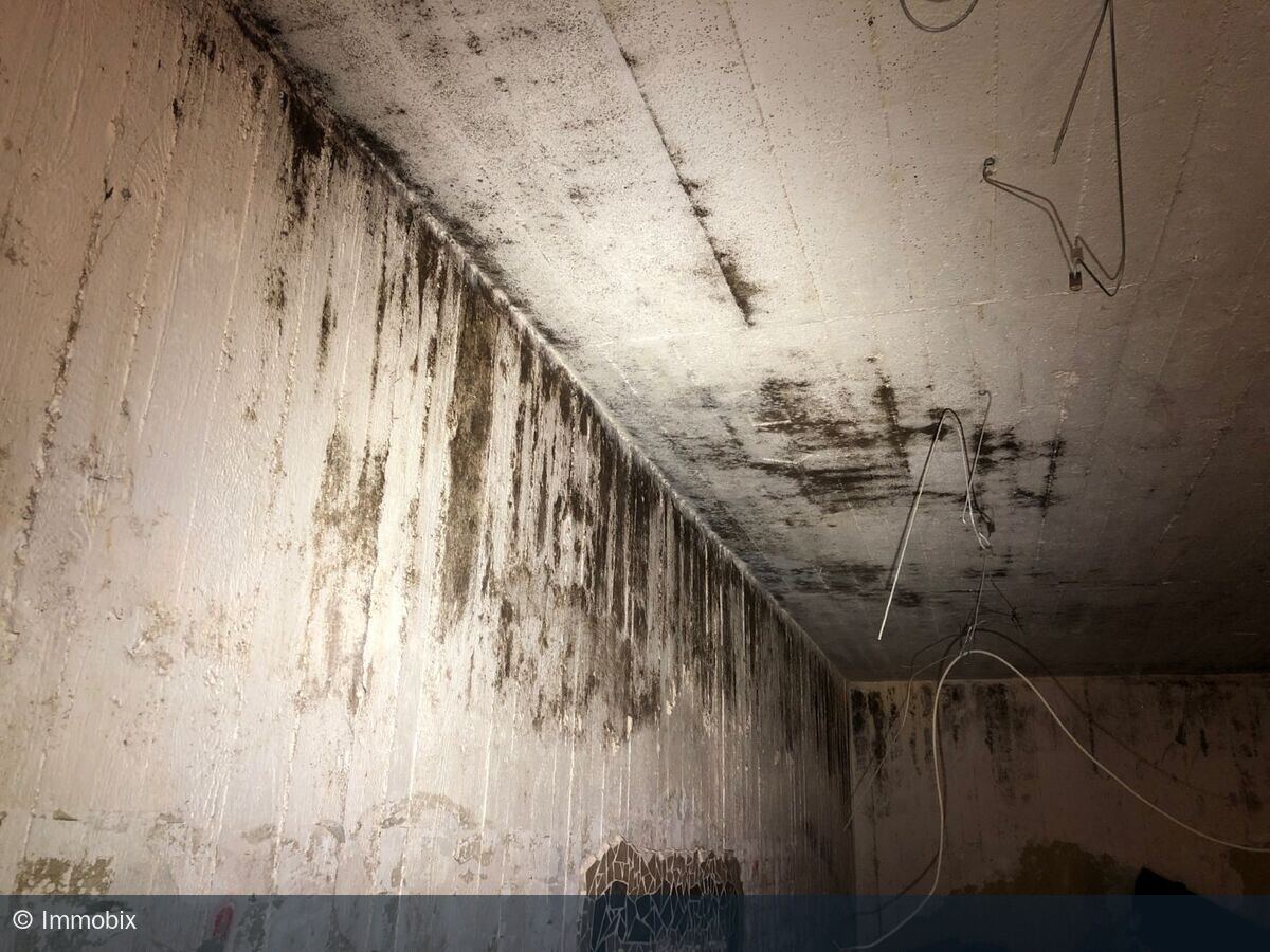 Großflächiger dunkler Schimmelbefall an Decke und Wand eines feuchten Kellerraums